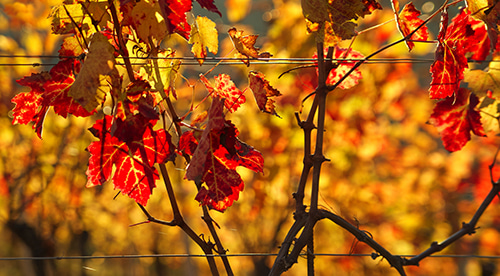vignes automne