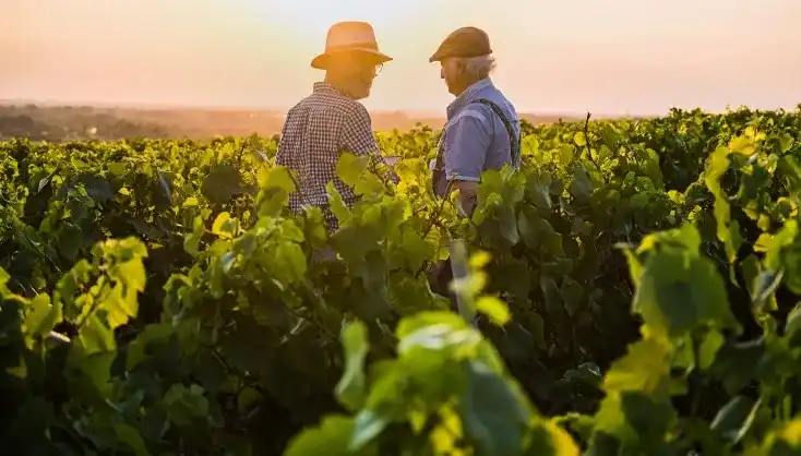 French winegrowers at sunset
