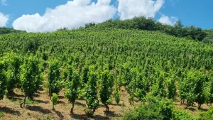 domaine viticole de 8 ha en AOP